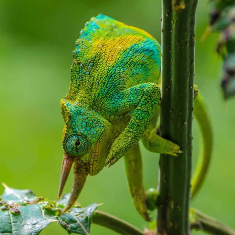 Wildlife of the Rwenzori Mountains: Endemics, Mammals, Birds, & Conservation