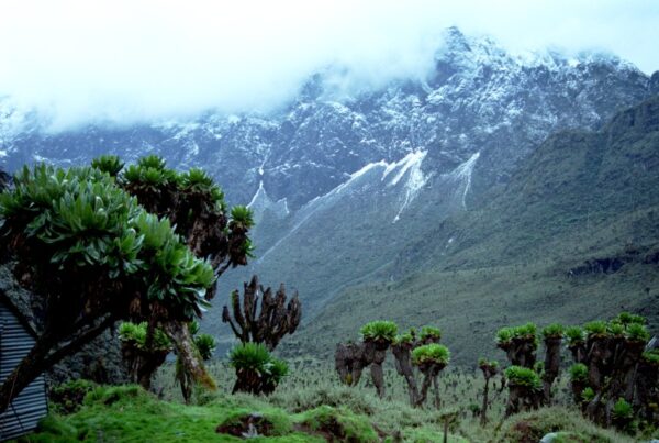 Best Time to Trek the Rwenzori Mountains | Expert Season Guide 2026/27
