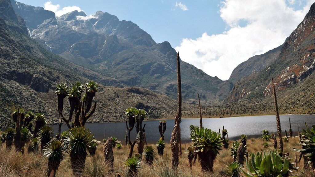 Can I Trek the Rwenzori Mountains Without Going to the Summit? The Complete Guide to Non-Summit Treks