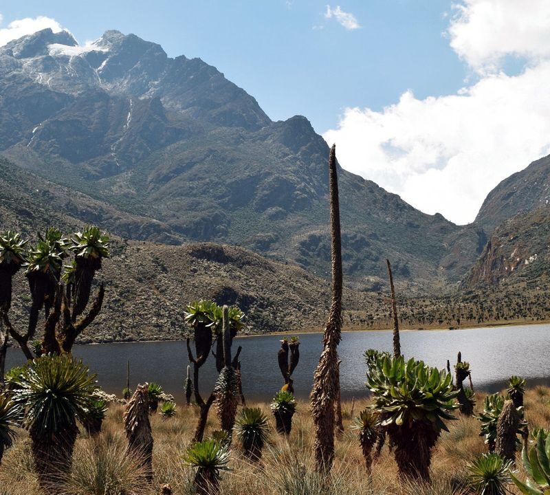 Can I Trek the Rwenzori Mountains Without Going to the Summit? The Complete Guide to Non-Summit Treks
