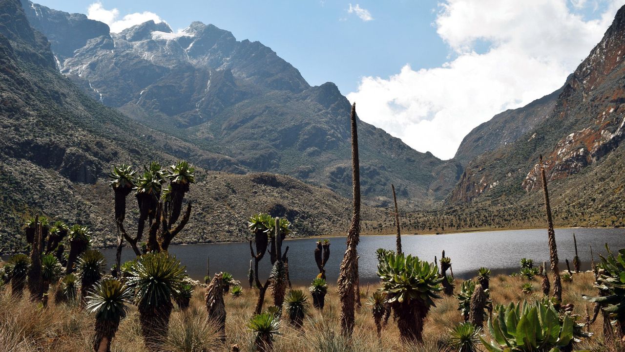 Can I Trek the Rwenzori Mountains Without Going to the Summit? The Complete Guide to Non-Summit Treks