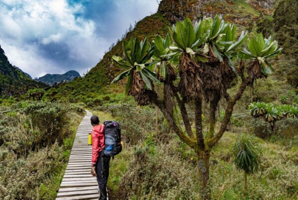 Central Circuit vs. Kilembe Trail: What Is the Difference Between the Two Rwenzori Routes?