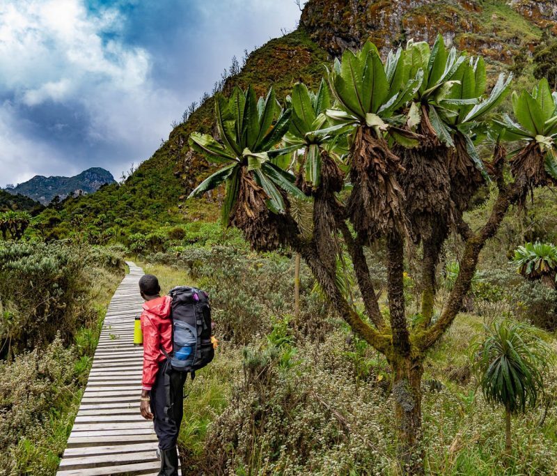 Central Circuit vs. Kilembe Trail: What Is the Difference Between the Two Rwenzori Routes?