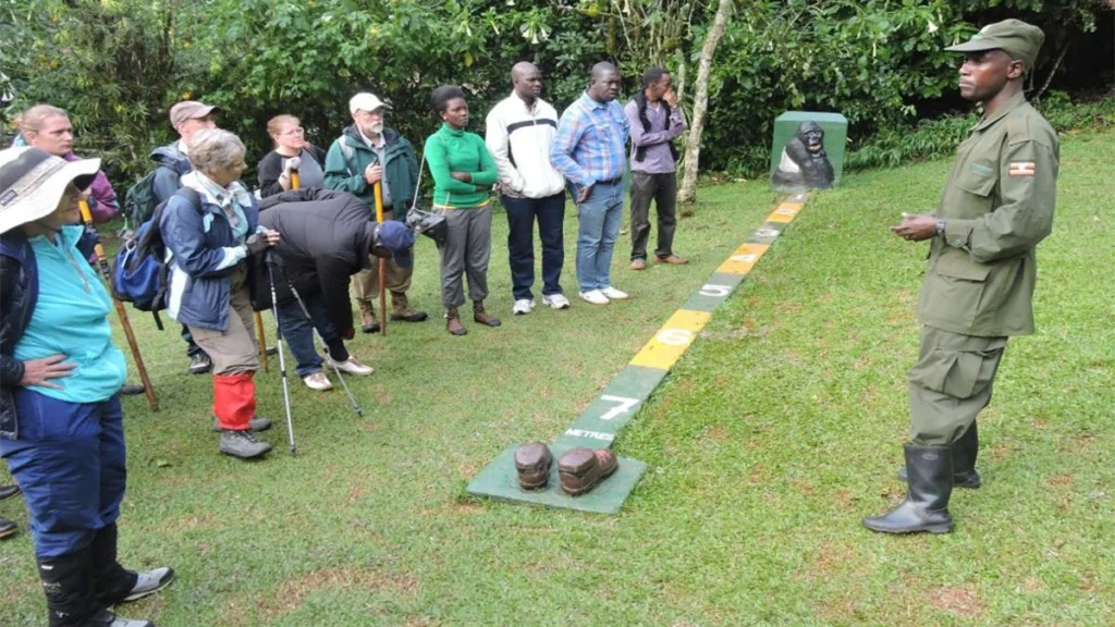Uganda Low Season Gorilla Permits 2026: Save $200 and Trek in April, May & November