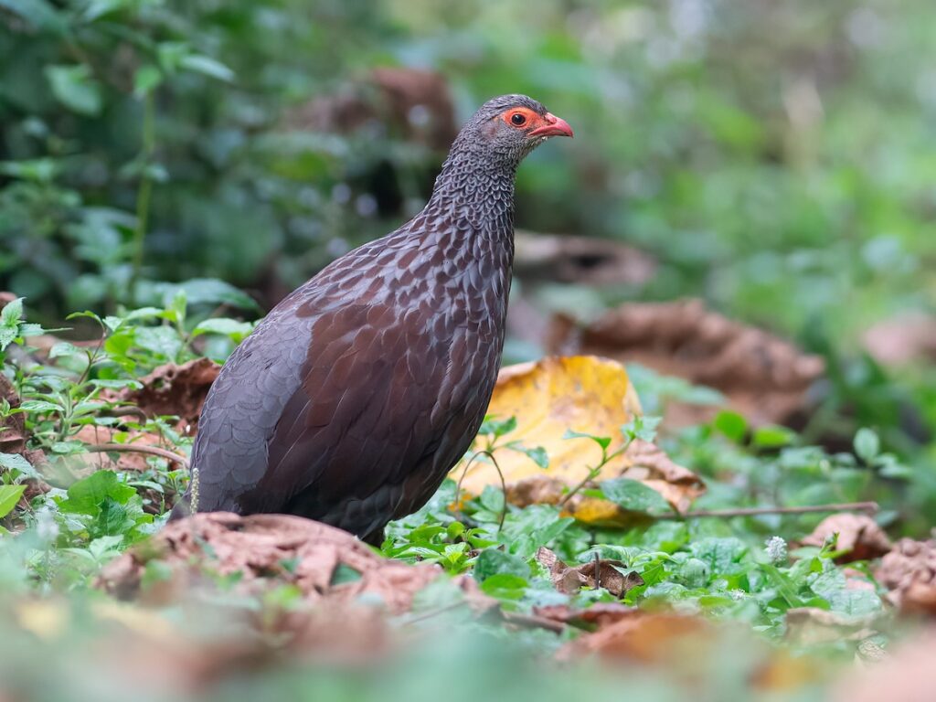 Handsome Francolin