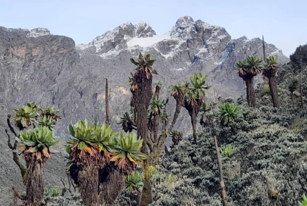 Facts About the Rwenzori Mountains: The Complete Expert Guide 3 Portal Peaks, Rwenzori Mountains on a Budget: Reduce Costs Safely