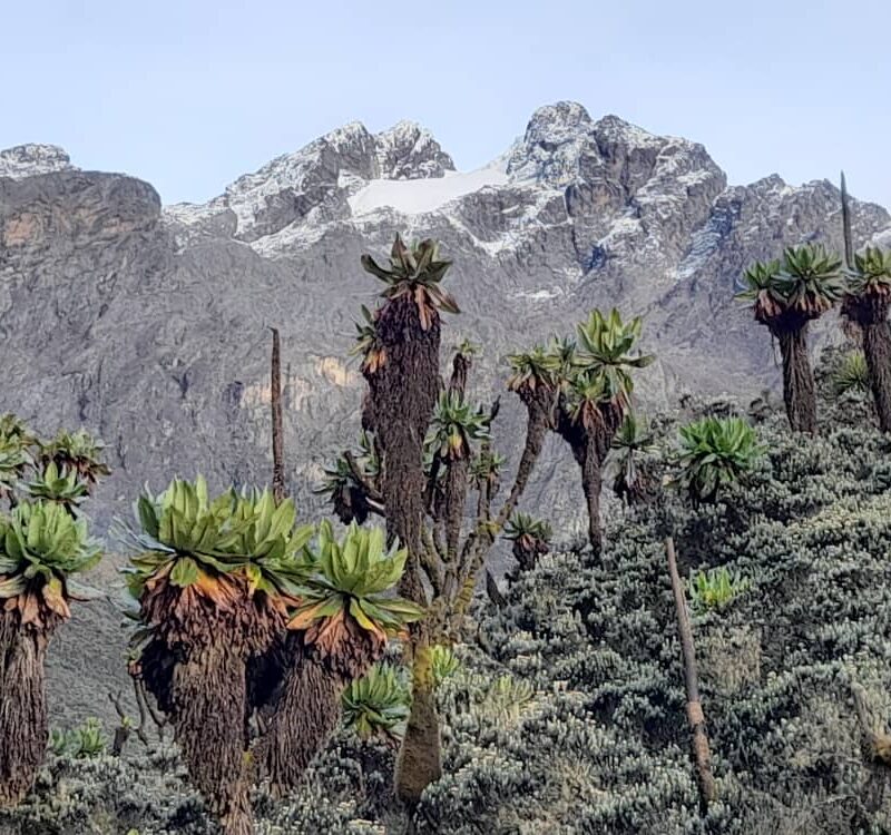 Portal Peaks, Rwenzori Mountains on a Budget: Reduce Costs Safely