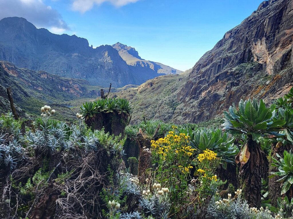 Can I Do a Shorter Trek in the Rwenzori, Like 3–4 Days? Complete Expert Guide