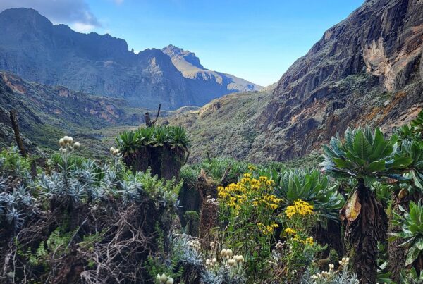 Can I Do a Shorter Trek in the Rwenzori, Like 3–4 Days? Complete Expert Guide