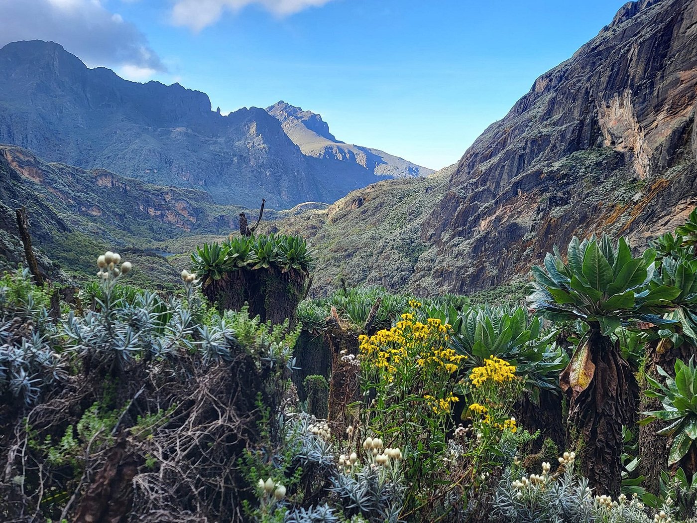 Can I Do a Shorter Trek in the Rwenzori, Like 3–4 Days? Complete Expert Guide