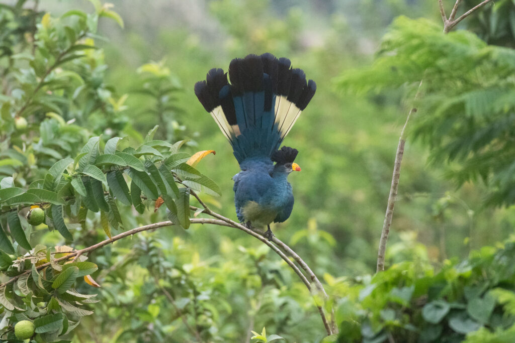 Rwenzori Birdwatching Guide