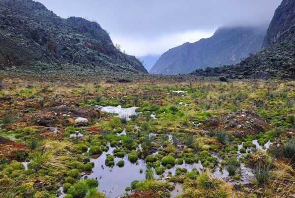 Does It Rain a Lot in the Rwenzori Mountains? Complete Trekker's Weather Guide