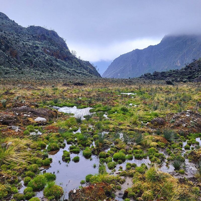 Does It Rain a Lot in the Rwenzori Mountains? Complete Trekker's Weather Guide