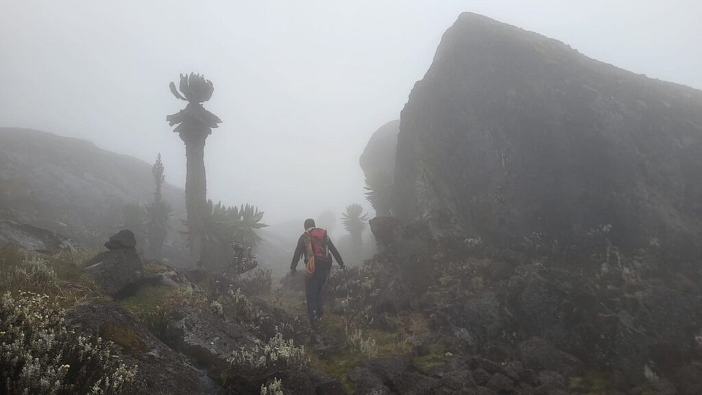 Can I trek the Rwenzori in the rainy season?