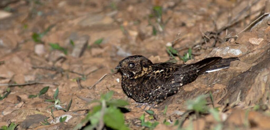Rwenzori Nightjar