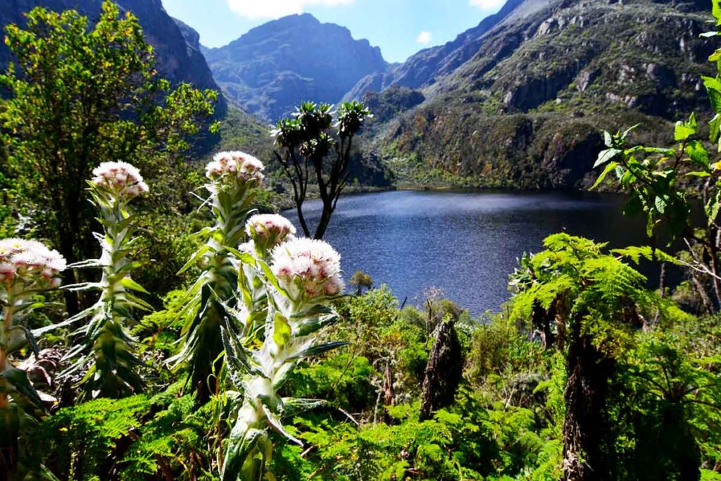 Rwenzori Trek + Safari & Gorilla Trekking Uganda