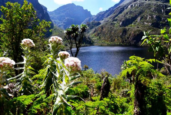 Rwenzori Trek + Safari & Gorilla Trekking Uganda