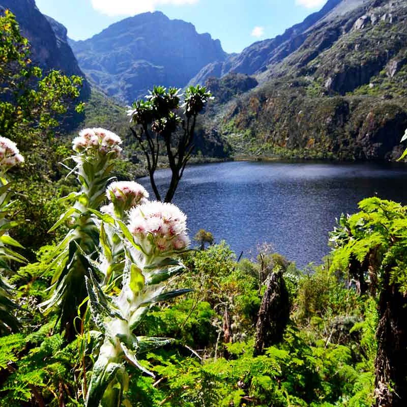 Rwenzori Trek + Safari & Gorilla Trekking Uganda