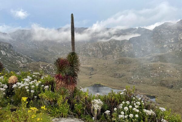 Rwenzori Mountains National Park: The Complete Trekker’s Guide to Africa’s Mountains of the Moon.