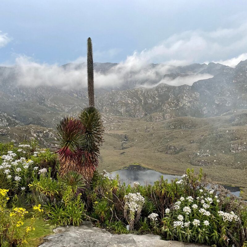Rwenzori Mountains National Park: The Complete Trekker’s Guide to Africa’s Mountains of the Moon.