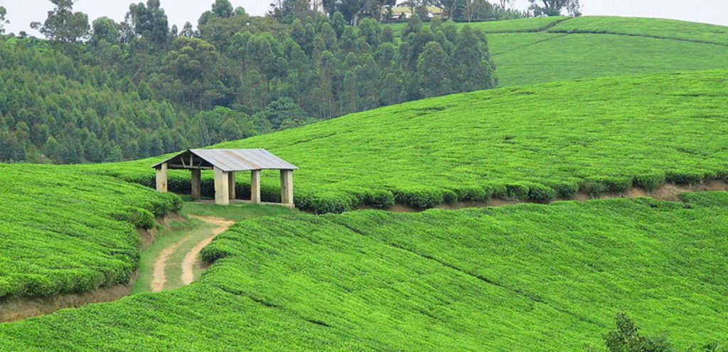 Tea Plantations in Fortportal