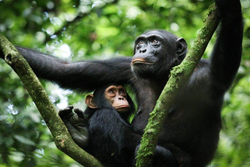 Uganda Low Season Chimpanzee Permits