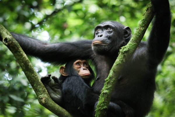 Uganda Low Season Chimpanzee Permits