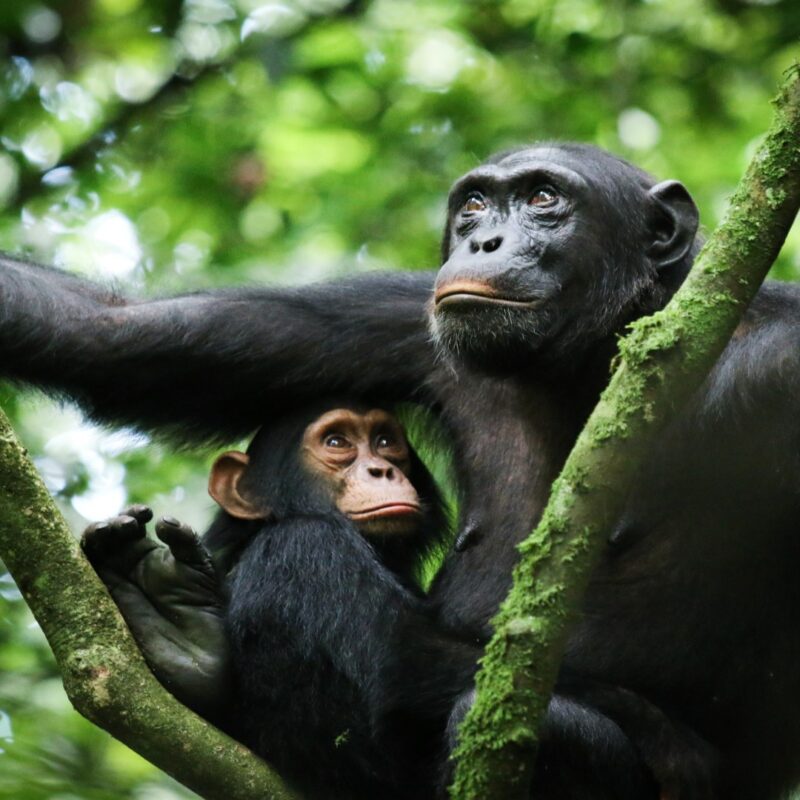 Uganda Low Season Chimpanzee Permits
