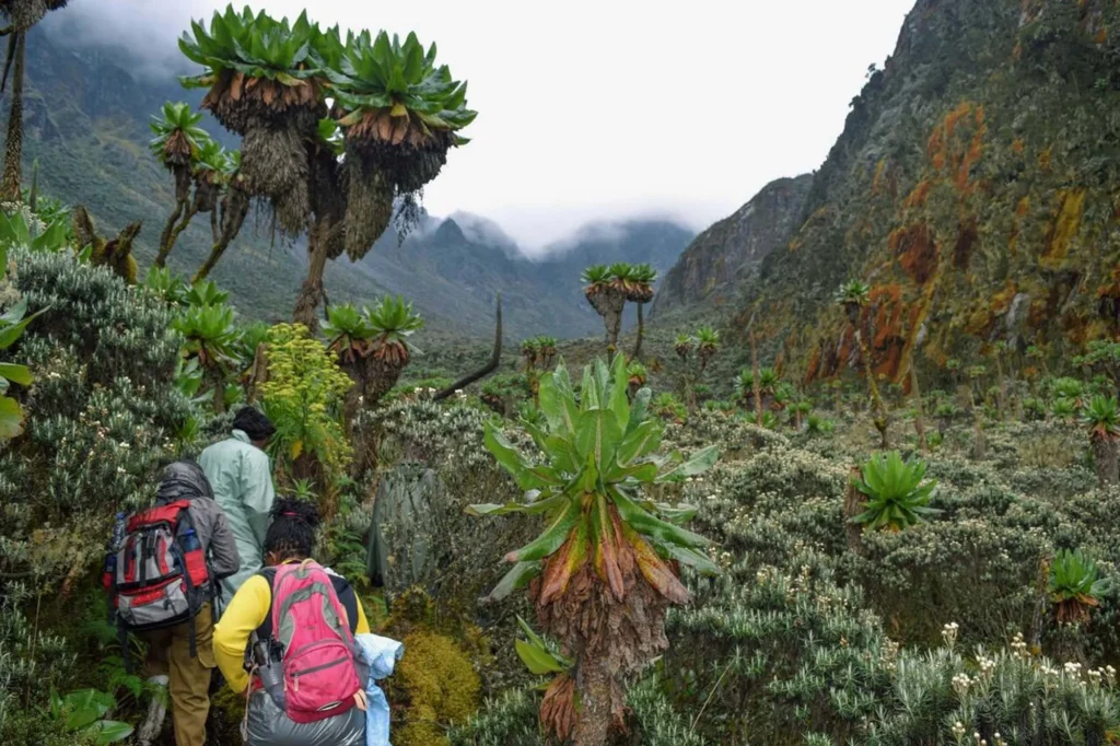 Rwenzori Mountains Travel Insurance: What You Must Have