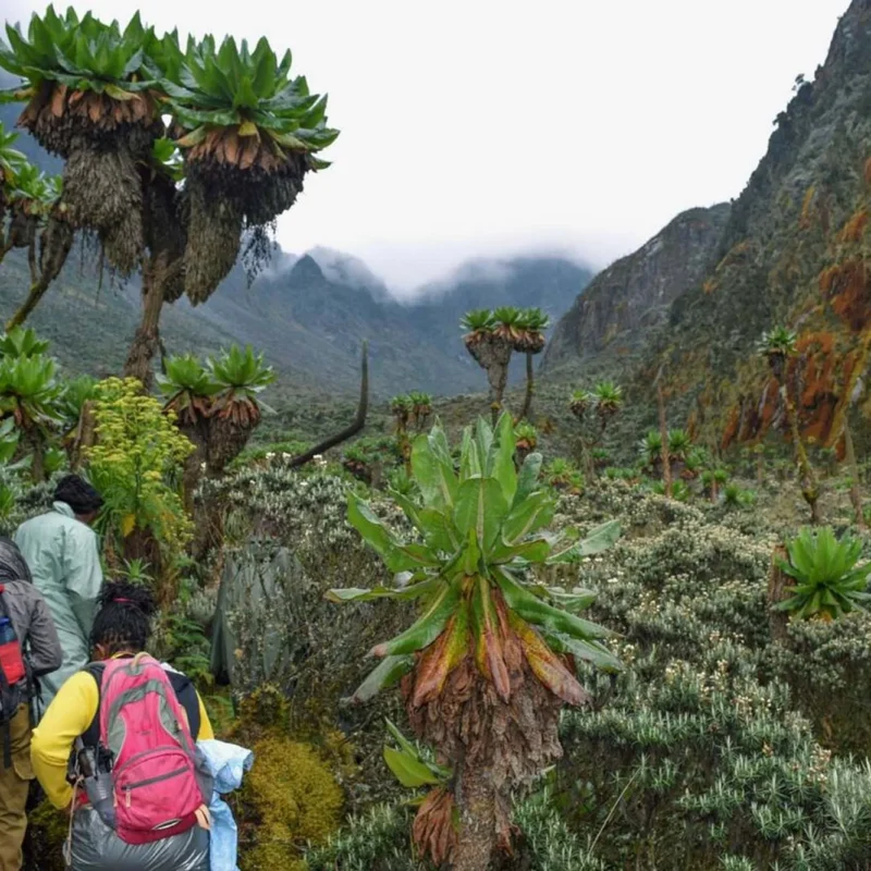 Rwenzori Mountains Travel Insurance: What You Must Have