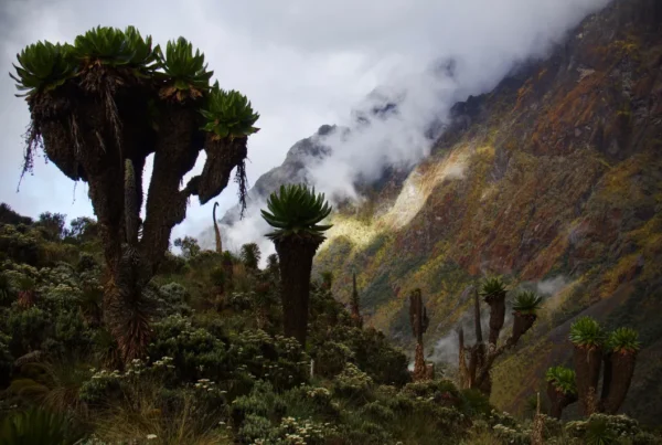 What Country Are the Rwenzori Mountains In? Uganda, DRC, or Both? The Complete Answer