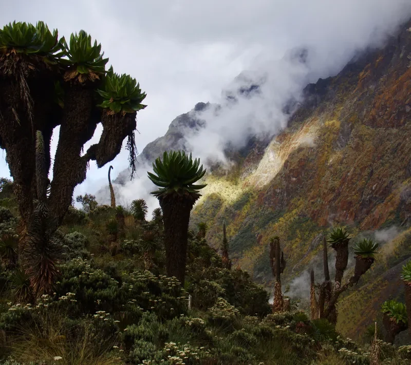 What Country Are the Rwenzori Mountains In? Uganda, DRC, or Both? The Complete Answer