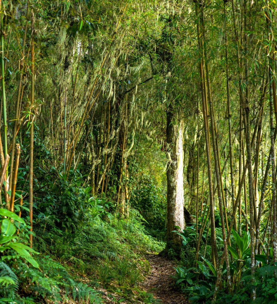 Rwenzori bamboo zone