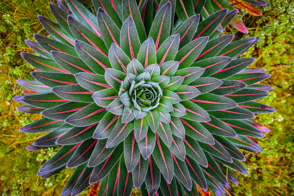 Giant Lobelias: The Rwenzori's Living Thermoses