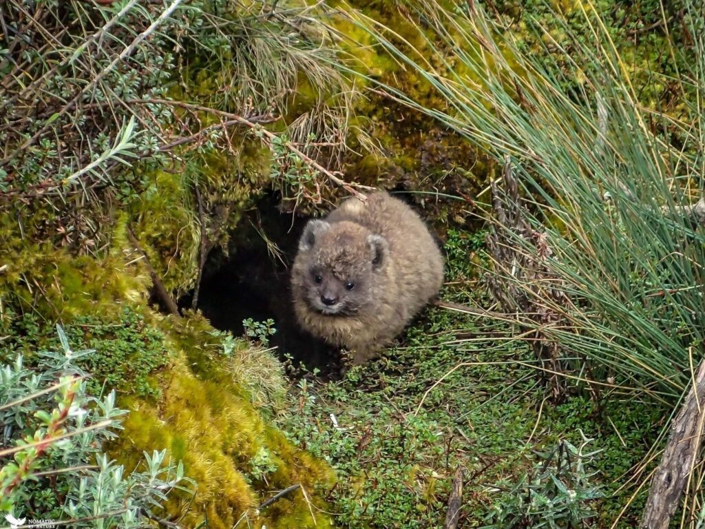 Rock hyraxes in the Rwenzori Mountains