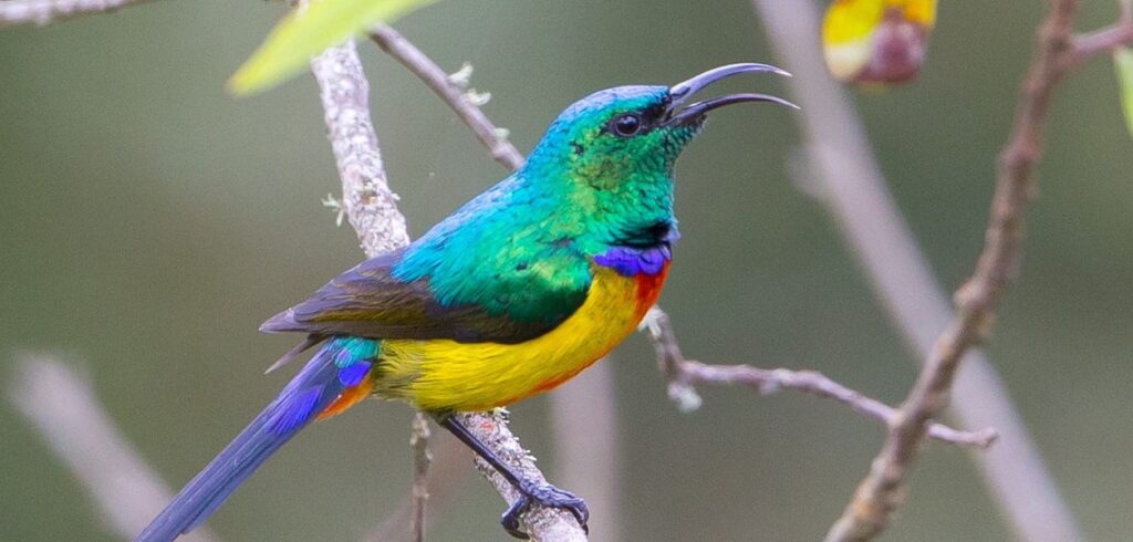 Sunbirds in the Rwenzori Mountains