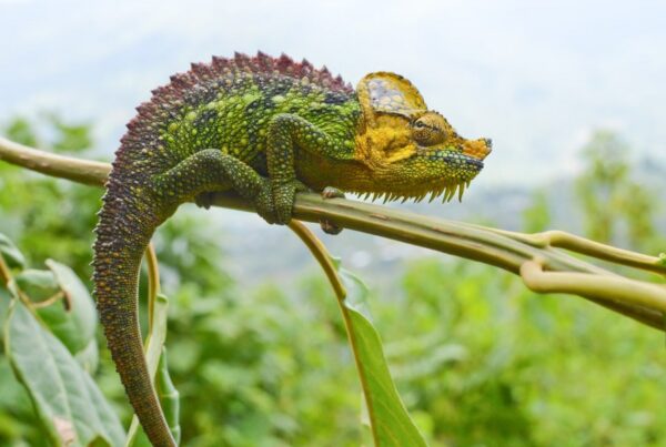 Leopards & Dangerous Animals in the Rwenzori?