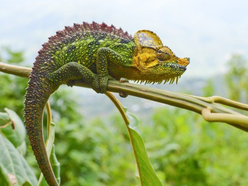 Leopards & Dangerous Animals in the Rwenzori?
