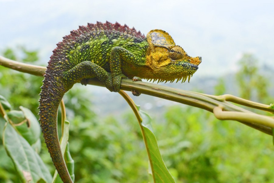 Leopards & Dangerous Animals in the Rwenzori?