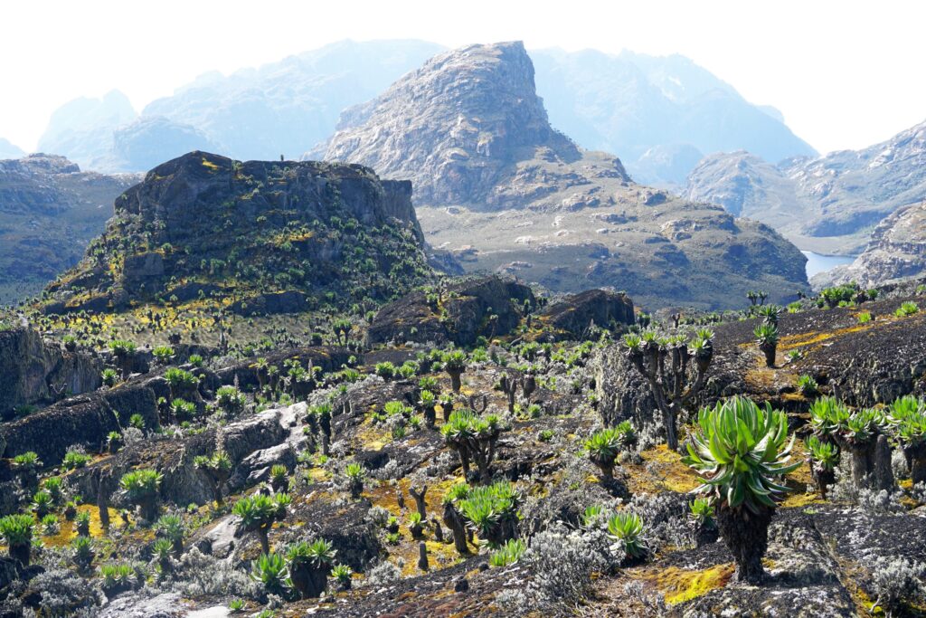 Rwenzori Trekking for South African Travelers 1 Why the Rwenzori is One of the Last Great Mountain Challenges in Africa