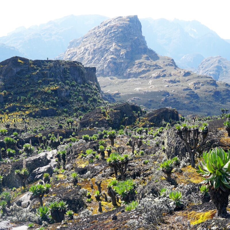 Why the Rwenzori is One of the Last Great Mountain Challenges in Africa
